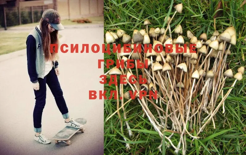 Галлюциногенные грибы MAGIC MUSHROOMS  Бокситогорск 